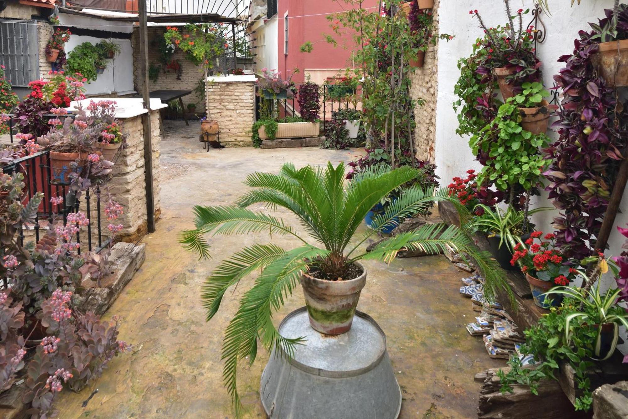 Casa Tenorio Barrio De Santa Cruz เซบีญา ภายนอก รูปภาพ